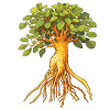 Ginseng