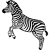 zebra Botswana Plains zebra