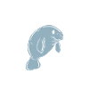 Lamantins dugongs Lamantin