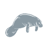 Dugong Manatees Manatee