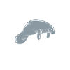 Dugong Manatees Manatee