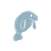 Dugong Manatees Manatee