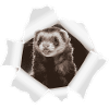 Weasel looking through hole