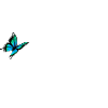 Cochon avec papillon