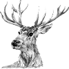 Hirsch