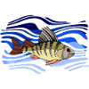 Poisson