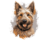 Dog Berger Picard