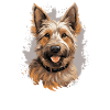 Dog Berger Picard