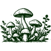 Pilze Mushrooms