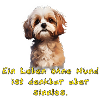 Shitzu Puppy