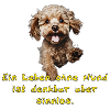 Pudel oder Zwergpudel