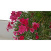 Blumen