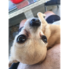 Chihuahua -Eyes