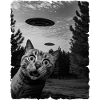 Chat Austerrestrial Invasion Uap Bizarre