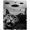 Chat Austerrestrial Invasion Uap Bizarre