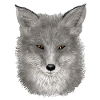 Red Fox