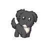 Bolonka Mom - Bolonka Zwetna