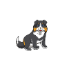 Aussie Mom - Australian Shepherd