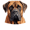 Dog Boerboel