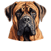 Dog Boerboel
