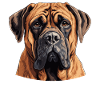 Dog Boerboel