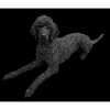 Black Poodle
