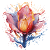 Rainbow Tulip