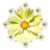 Fiore Cosmee con margherite motivo floreale floreale