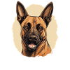 Hund Belgischer Schäferhund