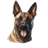 Dog Belgian Shepherd