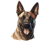 Hund Belgischer Schäferhund