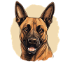 Dog Belgian Shepherd