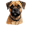 Dog Border Terrier
