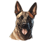 Hund Belgischer Schäferhund