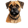 Dog Border Terrier