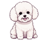 Chien Bichon Friesé