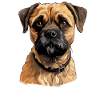 Dog Border Terrier