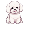 Chien Bichon Friesé