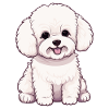 Dog Bichon Friesé