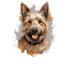 Dog Berger Picard