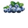 Blauberren Blauberre Gift