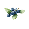 Blauberren Blauberre Cadeau
