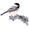 Vogel auf Ast