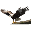 Adler auf dem Ast