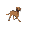 Rhodesian Ridgeback Mom - Rhodesian Ridgeback