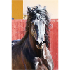 Pferd, Isibat
