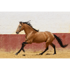 Pferd, Isibat