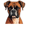 Chien Boxer