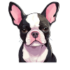Dog Boston Terrier