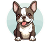 Dog Boston Terrier